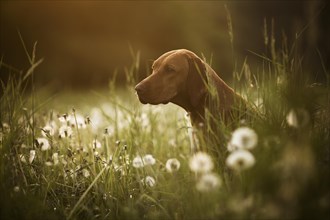 Vizsla dog sits among dandelions in a meadow