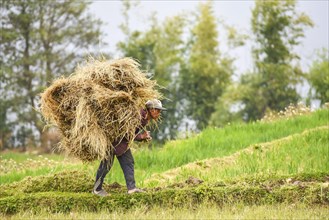 Farmer with bale of straw on his back