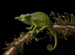Petter's chameleon (Furcifer petteri) on branch