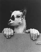Goat with human hands