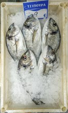 Edible fish for sale