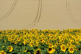 Sunflowers (Helianthus annuus) in front of corn field