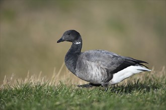 Brant Goose (Branta bernicla) waddles in the grass of a meadow