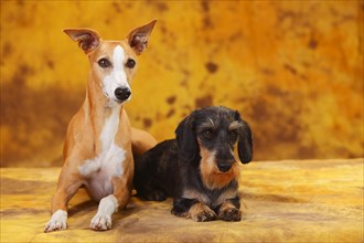 Little Grey-haired Dachshund and Whippet sitting next to each other