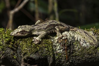 Mossy leaf-tailed gecko (Uroplatus sikorae)