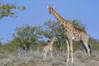 Angolan giraffes (Giraffa camelopardalis angolensis)