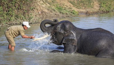 Mahout washes his Indian elephant (Elephas maximus indicus) in the river