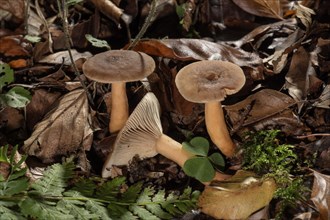Mushroom (Lactarius rufus)