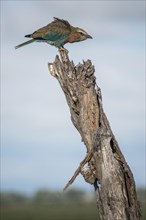Lilac-breasted roller (Coracias caudatus) stands on deadwood
