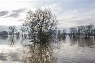 Flood on the Rhine