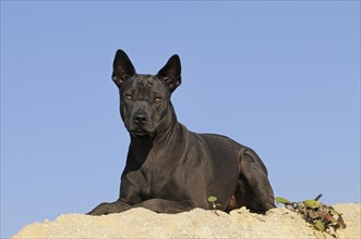 Thai Ridgeback
