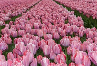 Field with pink tulips of the variety Mystic Van Eijk in the bulb field area Bollenstreek