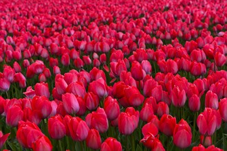 Field with red Tulips (Tulipa) of the variety Lady van Eijk