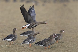 Greater white-fronted goose (Anser albifrons) flying up