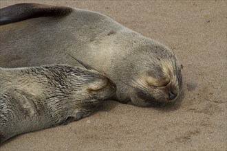 Cape fur seals (Arctocephalus pusillus)