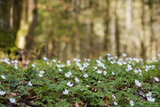 Wood anemones (Anemone nemorosa)