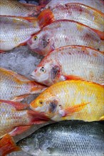 Fresh fish for sale