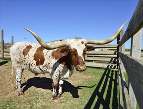 Longhorn domestic cattle in gate