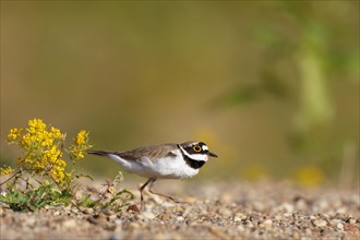 Little ringed plover (Charadrius dubius)