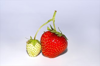 Fresh strawberries (Fragaria)