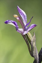 Violet Limodore (Limodorum abortivum)