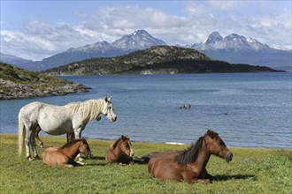 Horses at Beagle Canal in Tierra del Fuego National Park