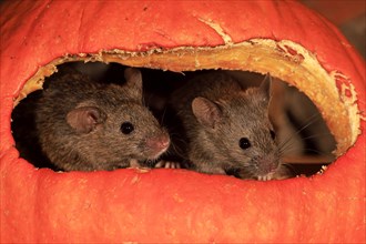 Two House mice (Mus musculus)