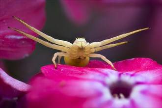 Goldenrod crab spider (Misumena vatia) on purple flower