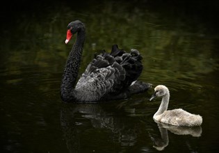 Black swan (Cygnus atratus) with chick swimming in the water