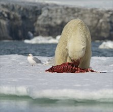 Polar bear (Ursus maritimus) feeding the carcass of a captured seal in the snow