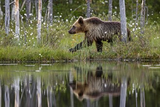Brown bear (Ursus arctos) on the water with mirror image