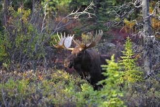 Elk (Alces alces) stands in the forest
