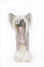 Dog breed Chinese Crested Hairless