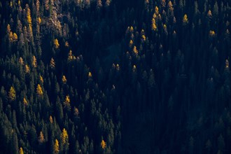 Larch forest (Larix) St. Martin in Thurn