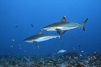 Silvertip sharks (Carcharhinus albimarginatus) swim over coral reef