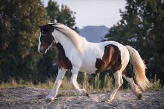Tinker (Equus) trots on sand court