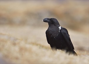White-necked raven (Corvus albicollis)