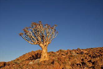 Quiver tree (Aloe dichotoma) in rocky landscape