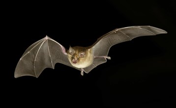 Greater horseshoe bat (Rhinolophus ferrumequinum) in flight at night