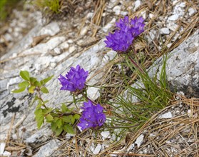 Edraianthus serpyllifolius (Edraianthus graminifolius) blooms on rock