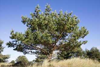 Pine (Pinus)