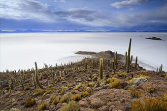 Cacti (Echinopsis atacamensis) on the island of Isla Pescado in the salt lake