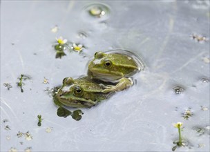 Mating of Green frogsn (Rana esculenta) between flowering aquatic plants