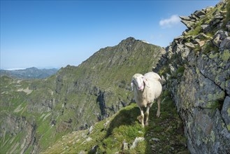 Sheep on the trail to Hochgolling