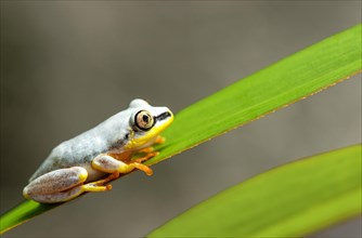 Blue-Back Reed Frog (Heterixalus madagascariensis)