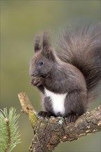 Eurasian red squirrel (Sciurus vulgaris) sits on branch of Pine (Pinus) and eats nut