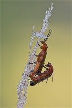 Common red soldier beetles (Rhagonycha fulva) mating on a blade with water drops