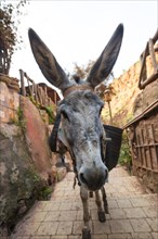 Donkey with long ears in an alley
