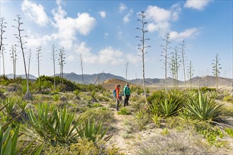 Hiker among overgrown dunes with agaves