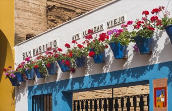 Red geraniums in blue flowerpots on a house wall